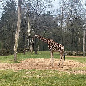 Tiergarten Nürnberg- Rothschild's giraffe- 2023