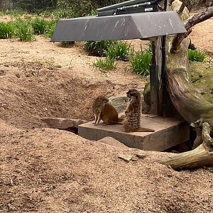 Tiergarten Nürnberg- yellow mongoose and meerkats. 2023