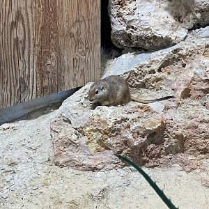 Tiergarten Nürnberg- sand rat- 2023