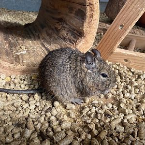 Tiergarten Nürnberg- degu- 2023