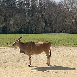 Tiergarten Nürnberg- eland antelope- 2023
