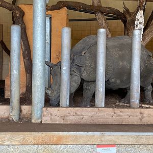 Tiergarten Nürnberg- Indian rhino- 2023