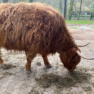 Tiergarten Nürnberg- Scottish highland cattle- 2023