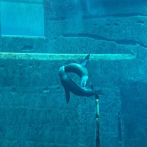 Tiergarten Nürnberg- playing Californian sea lion- 2023