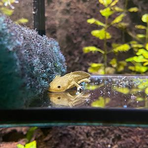 Tiergarten Nürnberg- young axolotl- 2023