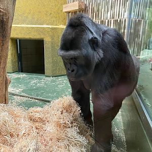 Tiergarten Nürnberg- gorilla- 2023
