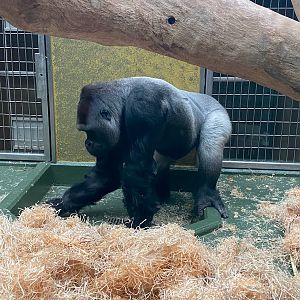 Tiergarten Nürnberg- silverback gorilla- 2023