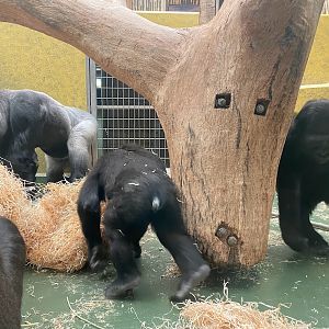 Tiergarten Nürnberg- playing gorillas. 2023