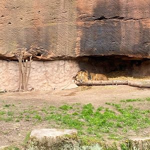 Tiergarten Nürnberg- male lion- 2023
