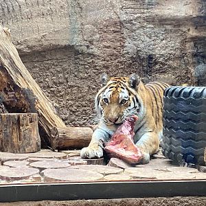 Tiergarten Nürnberg- eating tiger- 2023