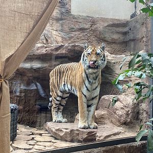 Tiergarten Nürnberg- Siberian tiger- 2023