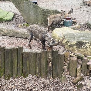 Tiergarten Nürnberg- male ibex eating bark- 2023