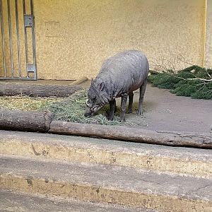 Tiergarten Nürnberg- babirusa- 2023