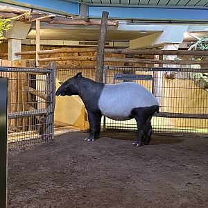 Tiergarten Nürnberg- Malayan tapir- 2023