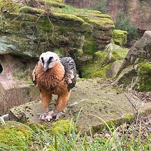 Tiergarten Nürnberg- bearded vulture- 2023
