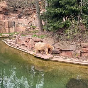 Tiergarten Nürnberg- polar bear- 2023