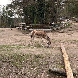 Tiergarten Nürnberg- kulan- 2023