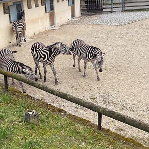 Tiergarten Nürnberg- zebra herd- 2023