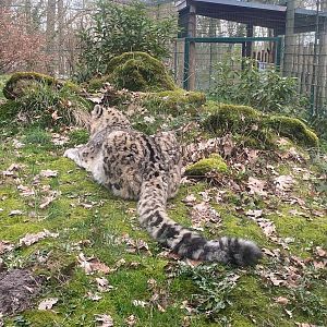 Tiergarten Nürnberg- snow leopard- 2023