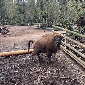 Tiergarten Nürnberg- European bison- 2023