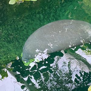 Tiergarten Nürnberg- manatee- 2023