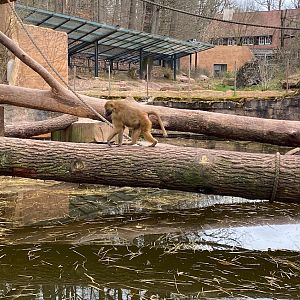 Tiergarten Nürnberg- baboon- 2023