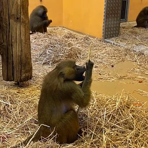 Tiergarten Nürnberg- baboon- 2023