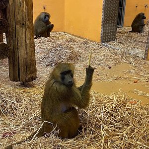 Tiergarten Nürnberg- baboon- 2023