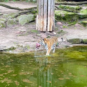 Tiergarten Nürnberg- tiger- 2023