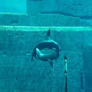 Tiergarten Nürnberg- California sea lions- 2023