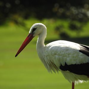 White Stork