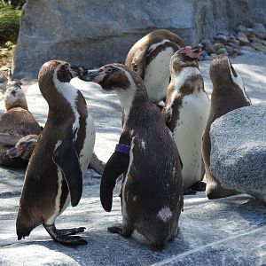 African Penguins