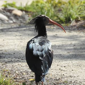 Ibis