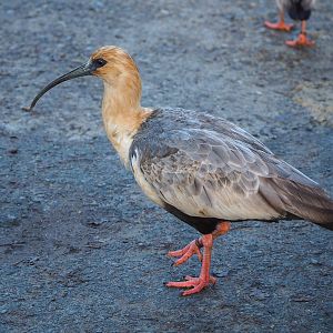 Black-faced ibis (Theristicus melanopis), 2022-12-27