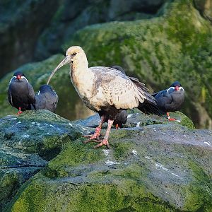 Black-faced ibis (Theristicus melanopis) and Inca terns (Larosterna inca), 2022-12-27