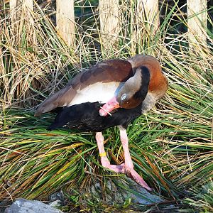 Black-bellied whistling duck (Dendrocygna autumnalis), 2022-12-27