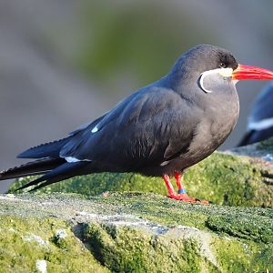 Inca tern (Larosterna inca), 2022-12-27