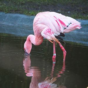 Lesser flamingo (Phoeniconaias minor), 2022-12-27