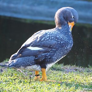 Magellanic flightless steamer duck (Tachyeres pteneres), 2022-12-27