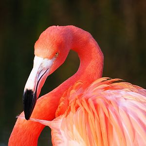 American flamingo (Phoenicopterus ruber), 2022-12-27
