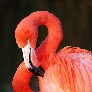 American flamingo (Phoenicopterus ruber), 2022-12-27