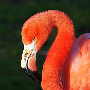 American flamingo (Phoenicopterus ruber), 2022-12-27