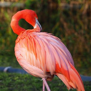 American flamingo (Phoenicopterus ruber), 2022-12-27