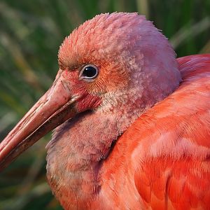 Scarlet ibis (Eudocimus ruber), 2022-12-27