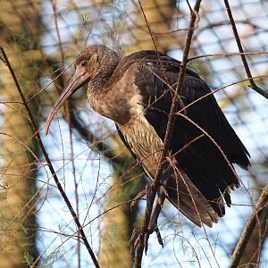 Juvenile Scarlet ibis (Eudocimus ruber), 2022-12-27