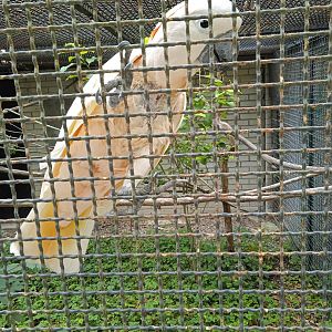 Moluccan cockatoo