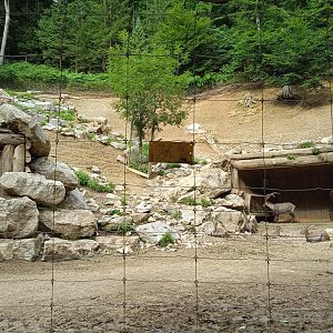 Alpine ibex exhibit