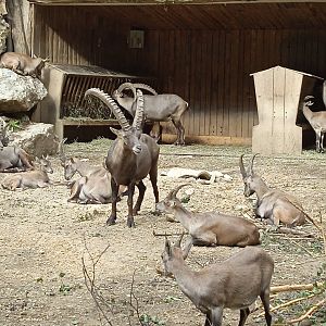 A herd of ibexes