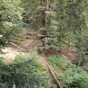 Carpathian lynx enclosure (find the lynx