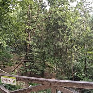 Carpathian lynx enclosure